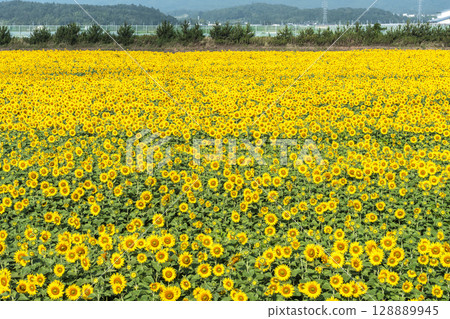 Sunflowers in full bloom. Sunflower fields in Yamamoto Town, Miyagi Prefecture (2025 Yamamoto Sunflower Festival). Yamamoto Town, Miyagi Prefecture. 128889945