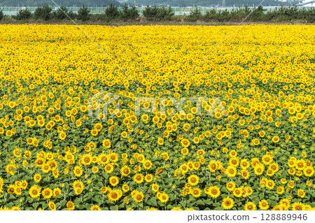Sunflowers in full bloom. Sunflower fields in Yamamoto Town, Miyagi Prefecture (2025 Yamamoto Sunflower Festival). Yamamoto Town, Miyagi Prefecture. 128889946