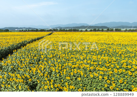 Sunflowers in full bloom. Sunflower fields in Yamamoto Town, Miyagi Prefecture (2025 Yamamoto Sunflower Festival). Yamamoto Town, Miyagi Prefecture. 128889949