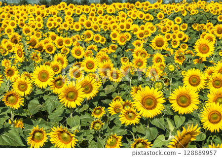 Sunflowers in full bloom. Sunflower fields in Yamamoto Town, Miyagi Prefecture (2025 Yamamoto Sunflower Festival). Yamamoto Town, Miyagi Prefecture. 128889957