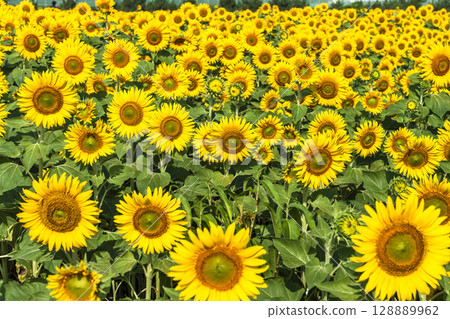 Sunflowers in full bloom. Sunflower fields in Yamamoto Town, Miyagi Prefecture (2025 Yamamoto Sunflower Festival). Yamamoto Town, Miyagi Prefecture. Sunflowers in full bloom. Sunflower fields in Yamamoto Town, Miyagi Prefecture (2025 Yamamoto Sunflower Festival). Yamamoto Town, Miyagi Prefecture. 128889962