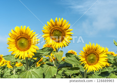Sunflowers in full bloom. Sunflower fields in Yamamoto Town, Miyagi Prefecture (2025 Yamamoto Sunflower Festival). Yamamoto Town, Miyagi Prefecture. Sunflowers in full bloom. Sunflower fields in Yamamoto Town, Miyagi Prefecture (2025 Yamamoto Sunflower Festival). Yamamoto Town, Miyagi Prefecture. 128889963