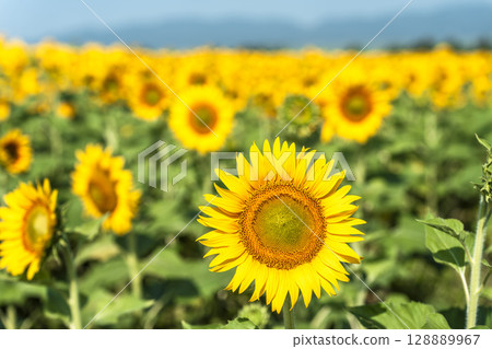 Sunflowers in full bloom. Sunflower fields in Yamamoto Town, Miyagi Prefecture (2025 Yamamoto Sunflower Festival). Yamamoto Town, Miyagi Prefecture. 128889967