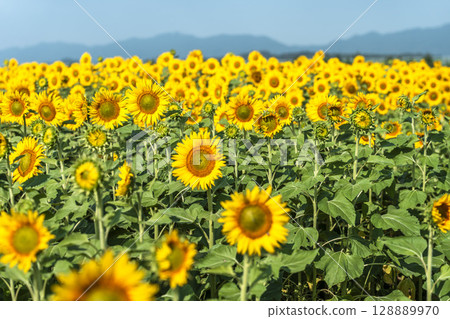 Sunflowers in full bloom. Sunflower fields in Yamamoto Town, Miyagi Prefecture (2025 Yamamoto Sunflower Festival). Yamamoto Town, Miyagi Prefecture. Sunflowers in full bloom. Sunflower fields in Yamamoto Town, Miyagi Prefecture (2025 Yamamoto Sunflower Festival). Yamamoto Town, Miyagi Prefecture. 128889970