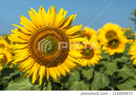 盛開的向日葵。宮城縣山本町的向日葵田（2025年山本向日葵節）。宮城縣山本町。 128889972