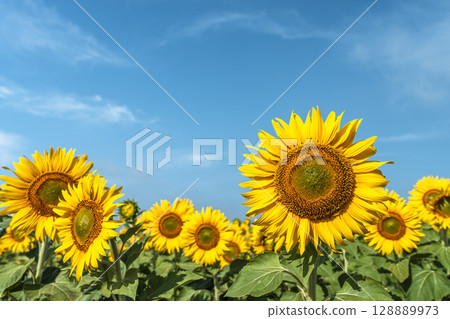盛開的向日葵。宮城縣山本町的向日葵田（2025年山本向日葵節）。宮城縣山本町。 128889973