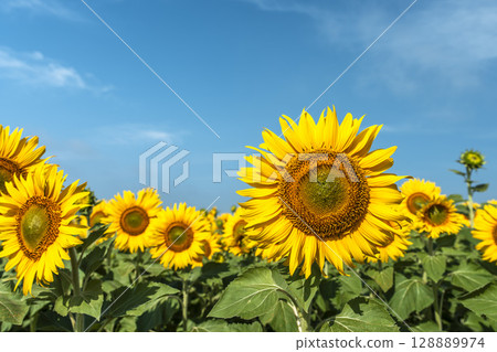 Sunflowers in full bloom. Sunflower fields in Yamamoto Town, Miyagi Prefecture (2025 Yamamoto Sunflower Festival). Yamamoto Town, Miyagi Prefecture. 128889974