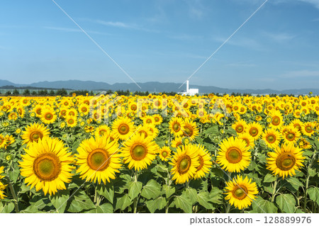 盛開的向日葵。宮城縣山本町的向日葵田（2025年山本向日葵節）。宮城縣山本町。 128889976