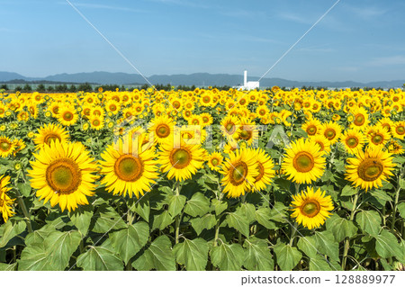 盛開的向日葵。宮城縣山本町的向日葵田（2025年山本向日葵節）。宮城縣山本町。 128889977
