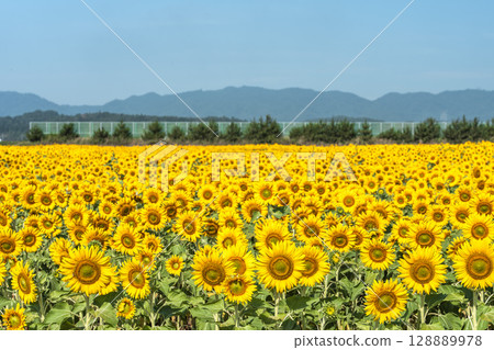 Sunflowers in full bloom. Sunflower fields in Yamamoto Town, Miyagi Prefecture (2025 Yamamoto Sunflower Festival). Yamamoto Town, Miyagi Prefecture. Sunflowers in full bloom. Sunflower fields in Yamamoto Town, Miyagi Prefecture (2025 Yamamoto Sunflower Festival). Yamamoto Town, Miyagi Prefecture. 128889978