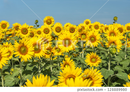 Sunflowers in full bloom. Sunflower fields in Yamamoto Town, Miyagi Prefecture (2025 Yamamoto Sunflower Festival). Yamamoto Town, Miyagi Prefecture. 128889980