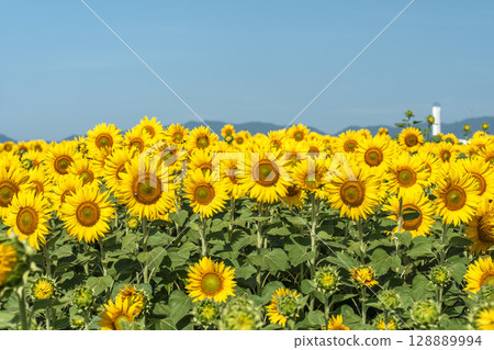 盛開的向日葵。宮城縣山本町的向日葵田（2025年山本向日葵節）。宮城縣山本町。 128889994