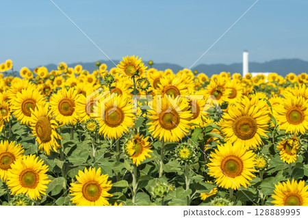 盛開的向日葵。宮城縣山本町的向日葵田（2025年山本向日葵節）。宮城縣山本町。 128889995