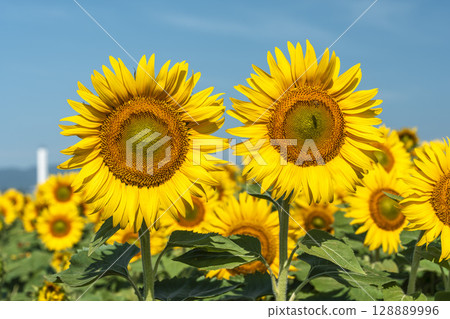 Sunflowers in full bloom. Sunflower fields in Yamamoto Town, Miyagi Prefecture (2025 Yamamoto Sunflower Festival). Yamamoto Town, Miyagi Prefecture. Sunflowers in full bloom. Sunflower fields in Yamamoto Town, Miyagi Prefecture (2025 Yamamoto Sunflower Festival). Yamamoto Town, Miyagi Prefecture. 128889996