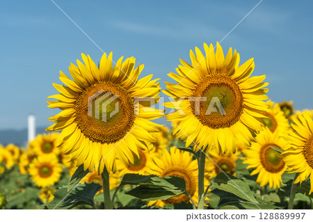Sunflowers in full bloom. Sunflower fields in Yamamoto Town, Miyagi Prefecture (2025 Yamamoto Sunflower Festival). Yamamoto Town, Miyagi Prefecture. 128889997