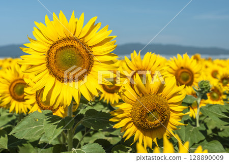 Sunflowers in full bloom. Sunflower fields in Yamamoto Town, Miyagi Prefecture (2025 Yamamoto Sunflower Festival). Yamamoto Town, Miyagi Prefecture. 128890009