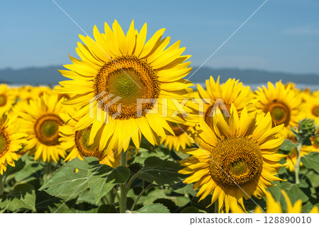 Sunflowers in full bloom. Sunflower fields in Yamamoto Town, Miyagi Prefecture (2025 Yamamoto Sunflower Festival). Yamamoto Town, Miyagi Prefecture. 128890010