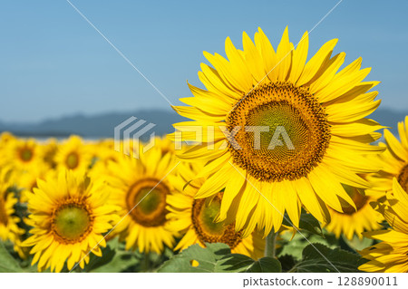 盛開的向日葵。宮城縣山本町的向日葵田（2025年山本向日葵節）。宮城縣山本町。 128890011
