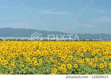 Sunflowers in full bloom. Sunflower fields in Yamamoto Town, Miyagi Prefecture (2025 Yamamoto Sunflower Festival). Yamamoto Town, Miyagi Prefecture. 128890015