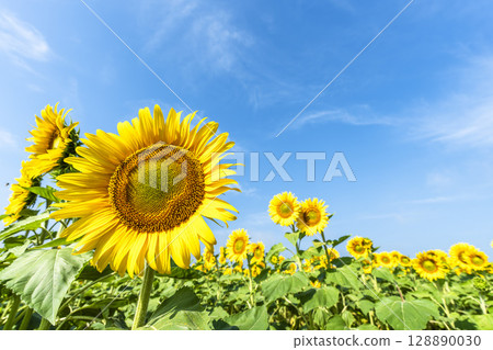 Sunflowers in full bloom. Sunflower fields in Yamamoto Town, Miyagi Prefecture (2025 Yamamoto Sunflower Festival). Yamamoto Town, Miyagi Prefecture. Sunflowers in full bloom. Sunflower fields in Yamamoto Town, Miyagi Prefecture (2025 Yamamoto Sunflower Festival). Yamamoto Town, Miyagi Prefecture. 128890030