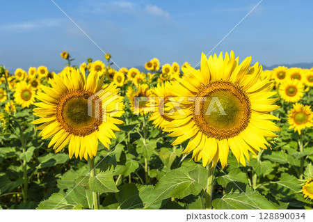 Sunflowers in full bloom. Sunflower fields in Yamamoto Town, Miyagi Prefecture (2025 Yamamoto Sunflower Festival). Yamamoto Town, Miyagi Prefecture. Sunflowers in full bloom. Sunflower fields in Yamamoto Town, Miyagi Prefecture (2025 Yamamoto Sunflower Festival). Yamamoto Town, Miyagi Prefecture. 128890034