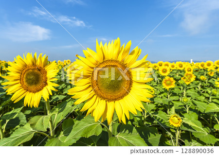 Sunflowers in full bloom. Sunflower fields in Yamamoto Town, Miyagi Prefecture (2025 Yamamoto Sunflower Festival). Yamamoto Town, Miyagi Prefecture. 128890036