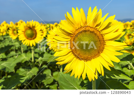 Sunflowers in full bloom. Sunflower fields in Yamamoto Town, Miyagi Prefecture (2025 Yamamoto Sunflower Festival). Yamamoto Town, Miyagi Prefecture. 128890043