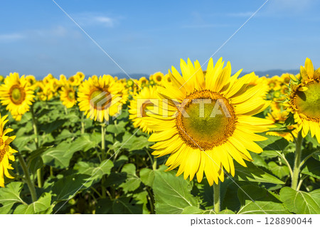 Sunflowers in full bloom. Sunflower fields in Yamamoto Town, Miyagi Prefecture (2025 Yamamoto Sunflower Festival). Yamamoto Town, Miyagi Prefecture. 128890044