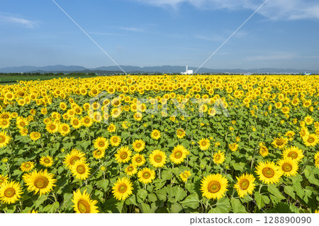 盛開的向日葵。宮城縣山本町的向日葵田（2025年山本向日葵節）。宮城縣山本町。 128890090