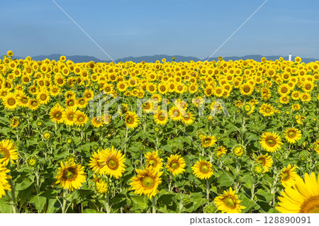 Sunflowers in full bloom. Sunflower fields in Yamamoto Town, Miyagi Prefecture (2025 Yamamoto Sunflower Festival). Yamamoto Town, Miyagi Prefecture. Sunflowers in full bloom. Sunflower fields in Yamamoto Town, Miyagi Prefecture (2025 Yamamoto Sunflower Festival). Yamamoto Town, Miyagi Prefecture. 128890091