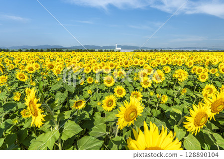 Sunflowers in full bloom. Sunflower fields in Yamamoto Town, Miyagi Prefecture (2025 Yamamoto Sunflower Festival). Yamamoto Town, Miyagi Prefecture. 128890104