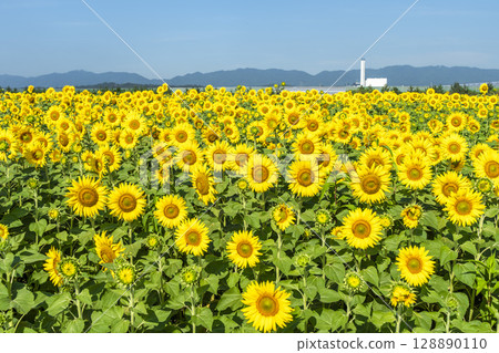 Sunflowers in full bloom. Sunflower fields in Yamamoto Town, Miyagi Prefecture (2025 Yamamoto Sunflower Festival). Yamamoto Town, Miyagi Prefecture. 128890110