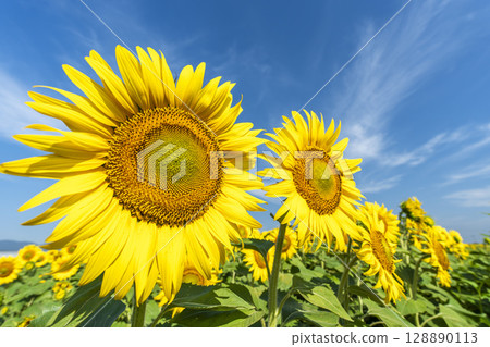 Sunflowers in full bloom. Sunflower fields in Yamamoto Town, Miyagi Prefecture (2025 Yamamoto Sunflower Festival). Yamamoto Town, Miyagi Prefecture. 128890113