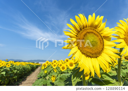 Sunflowers in full bloom. Sunflower fields in Yamamoto Town, Miyagi Prefecture (2025 Yamamoto Sunflower Festival). Yamamoto Town, Miyagi Prefecture. Sunflowers in full bloom. Sunflower fields in Yamamoto Town, Miyagi Prefecture (2025 Yamamoto Sunflower Festival). Yamamoto Town, Miyagi Prefecture. 128890114