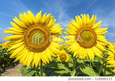 Sunflowers in full bloom. Sunflower fields in Yamamoto Town, Miyagi Prefecture (2025 Yamamoto Sunflower Festival). Yamamoto Town, Miyagi Prefecture. Sunflowers in full bloom. Sunflower fields in Yamamoto Town, Miyagi Prefecture (2025 Yamamoto Sunflower Festival). Yamamoto Town, Miyagi Prefecture. 128890115