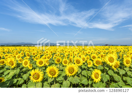 Sunflowers in full bloom. Sunflower fields in Yamamoto Town, Miyagi Prefecture (2025 Yamamoto Sunflower Festival). Yamamoto Town, Miyagi Prefecture. Sunflowers in full bloom. Sunflower fields in Yamamoto Town, Miyagi Prefecture (2025 Yamamoto Sunflower Festival). Yamamoto Town, Miyagi Prefecture. 128890127