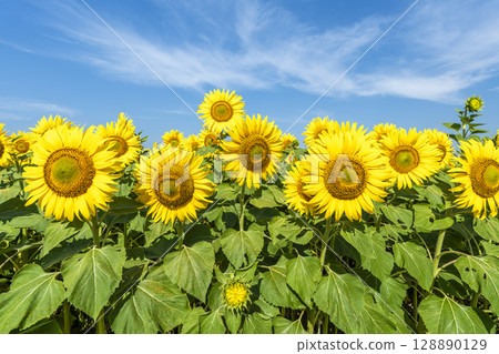 Sunflowers in full bloom. Sunflower fields in Yamamoto Town, Miyagi Prefecture (2025 Yamamoto Sunflower Festival). Yamamoto Town, Miyagi Prefecture. Sunflowers in full bloom. Sunflower fields in Yamamoto Town, Miyagi Prefecture (2025 Yamamoto Sunflower Festival). Yamamoto Town, Miyagi Prefecture. 128890129