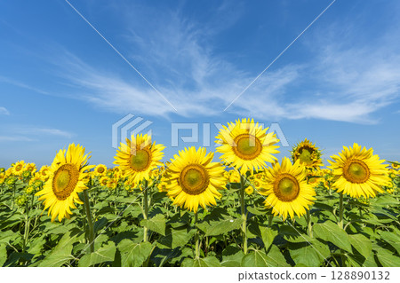 Sunflowers in full bloom. Sunflower fields in Yamamoto Town, Miyagi Prefecture (2025 Yamamoto Sunflower Festival). Yamamoto Town, Miyagi Prefecture. 128890132