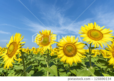 Sunflowers in full bloom. Sunflower fields in Yamamoto Town, Miyagi Prefecture (2025 Yamamoto Sunflower Festival). Yamamoto Town, Miyagi Prefecture. Sunflowers in full bloom. Sunflower fields in Yamamoto Town, Miyagi Prefecture (2025 Yamamoto Sunflower Festival). Yamamoto Town, Miyagi Prefecture. 128890134
