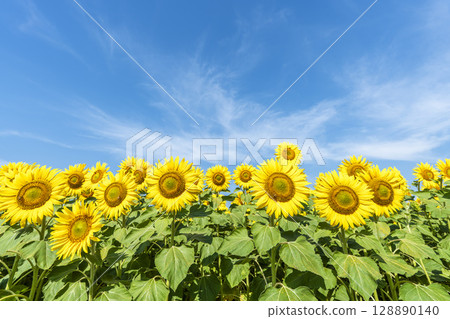 Sunflowers in full bloom. Sunflower fields in Yamamoto Town, Miyagi Prefecture (2025 Yamamoto Sunflower Festival). Yamamoto Town, Miyagi Prefecture. 128890140
