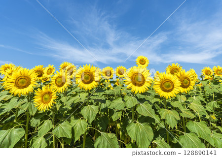 Sunflowers in full bloom. Sunflower fields in Yamamoto Town, Miyagi Prefecture (2025 Yamamoto Sunflower Festival). Yamamoto Town, Miyagi Prefecture. 128890141