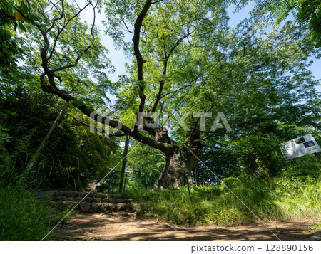 群馬縣太田市金山城遺址的大櫸樹 群馬縣太田市金山城遺址的大櫸樹 128890156