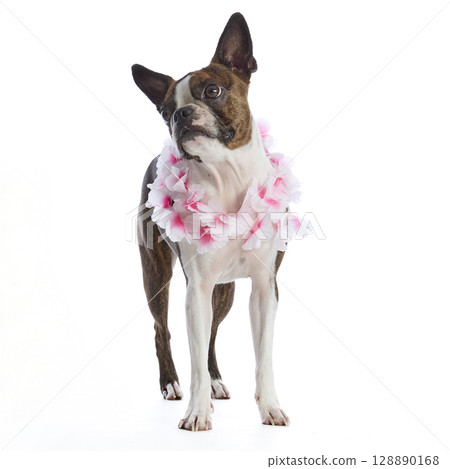 Boston Terrier dog with accessories and clothing on a white background 128890168
