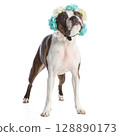 Boston Terrier dog with accessories and clothing on a white background 128890173