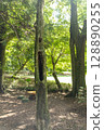 一棵樹 128890255
