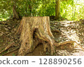 樹墩 128890256