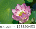 大粉紅色蓮花 128890453