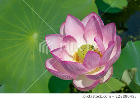 大粉紅色蓮花 128890453