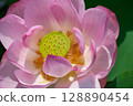 大粉紅色蓮花 128890454