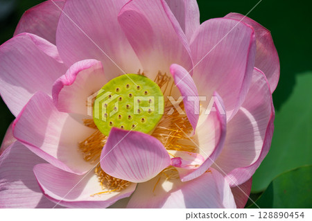 大粉紅色蓮花 128890454